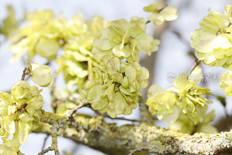 榆树(Ulmus glabra)果实